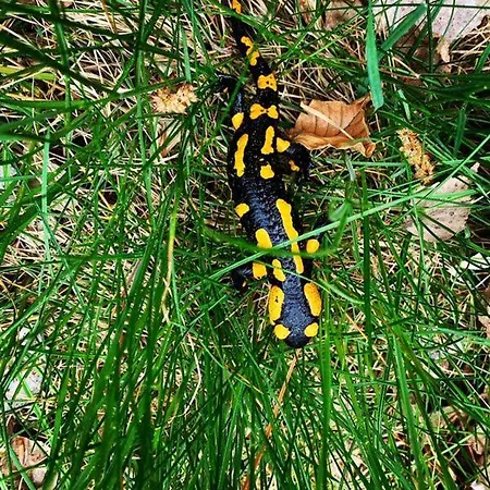 Rosengarten Lejlighed